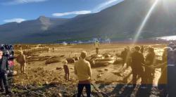 Ratusan Paus dan Lumba-Lumba Dibantai untuk Ritual, Pantai Berubah Jadi Lautan Darah 