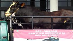 Penampakan Sapi Kurban Hampir 1 Ton Bantuan Presiden Jokowi Tiba di Kubu Raya