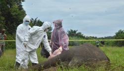 BKSDA Aceh Temukan Racun dari Bangkai Gajah Tanpa Kepala