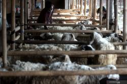 Pedagang Ternak Kurban Mulai Bermunculan di Bantul, Dinas Lakukan Pemantauan