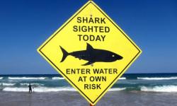 Pria Ini Tewas Diterkam Ikan Hiu saat Buang Air Kecil di Pantai