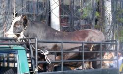 Sapi Kurban Presiden Disembelih di Masjid Raya Sumbar, Disiapkan 1.000 Kantong Daging