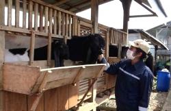 Usaha Dekorasi Hancur saat Pandemi Covid-19, Perempuan Bantul Sukses Beternak Kambing