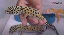Video Budidaya Tokek Hias Leopard Gecko asal Pakistan Hasilkan Jutaan Rupiah