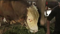 Video Sapi Presiden Jokowi Diberi Nama Macan Sumatera