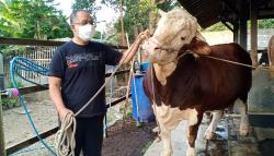 Sapi Jenis Simental dari KBB ini Terpilih Jadi Hewan Kurban Jokowi<