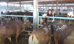 Jadi Primadona, Sapi Bali Diburu Warga Jelang Idul Adha untuk Kurban