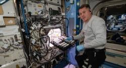 Astronot Uji Coba Tanam Cabai di Luar Angkasa, Ini Hasilnya 