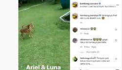 Bamsoet Unggah Video Ariel dan Luna, Netizen : Videonya Heboh Pak