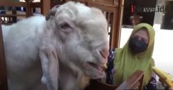 Video Unik, Kandang Cantik Kambing Etawa Ini Mirip Singgasana