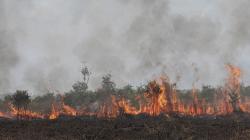 Kebakaran Lahan di Desa Palem Raya Ogan Ilir, Api Cepat Menjalar<