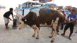 Idul Adha, Polres Agam Potong 5 Sapi dan Bagikan 500 Kantong Daging