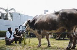 Gagal Dapat Grandong, Atta Halilintar Kurban Sapi Grandung Beratnya 1,4 Ton