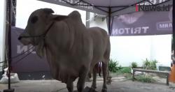 Video Sapi Seberat 1,4 Ton Jadi Tontonan Warga di Gambir