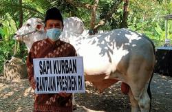 Si Mbali, Sapi Kurban Jokowi Akan Disembelih di Piyungan Bantul