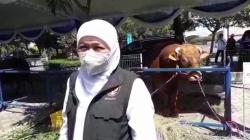 Stok Aman, Hewan Ternak Siap Potong Saat Idul Kurban di Jatim Capai 1,2 Juta Ekor