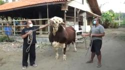 Sapi Simental Berbobot 1,69 Ton dari Presiden Jokowi Tiba di Palembang