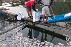 Siap Panen, Belasan Ribu Ikan di Danau Batur Mati karena Keracunan Belerang