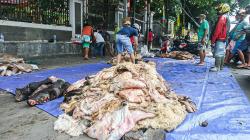 Berkah Idul Adha, Pengepul Borong Kulit Hewan Kurban