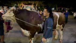 Video Ponpes Gus Miftah Sembelih 19 Sapi dan 50 Kambing