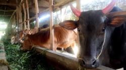 5 Tradisi Unik Kurban dari Berbagai Negara, Hewan Dirias Sebelum Disembelih 