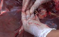 Petugas Temukan Cacing Pita pada Sejumlah Sapi Kurban di Tegal<