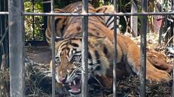 3 Harimau Sumatra Ditemukan Mati di Hutan Aceh Selatan