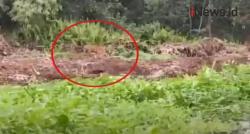 Video Viral! Penampakan Harimau di Kerumutan Riau