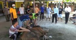Video Jagal Kilat ala Napi di Tuban, Kurang Satu Jam Daging Sapi Siap Didistribusikan