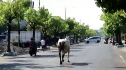Mendadak Lepas Jelang Disembelih, Sapi Kurban Tercebur ke Septick Tank 
