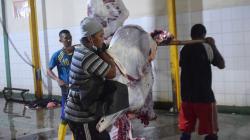 Potret Tukang Jagal Hewan Kurban di RPH Ungaran