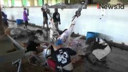 Video Antrean Penyembelihan Hewan Kurban di RPH Semarang