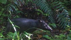 Pohon Meranti Merah Petunjuk Menemukan Babirusa di Pulau Buru   