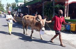 Gegara PMK, Harga Sapi Kurban di Jambi Naik Rp2 Juta<