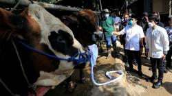 Bantu Warga Terdampak Pandemi, Kamrussamad Salurkan Hewan Kurban di Depok