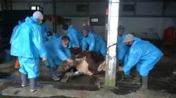 Sapi Kurban Presiden Jokowi Dipotong di RPH Lembang, Dagingnya untuk Warga Bandung Raya