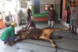 Sapi Kurban di Sleman Terserang Cacing Hati, DPPP Sleman: Jangan Dikonsumsi  