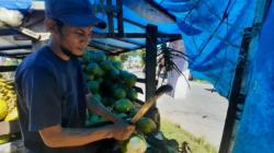 Dipercaya Bisa Ringankan Efek Vaksin Covid-19, Kelapa Muda di Pariaman Diburu Warga