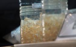 Penyelundup Benih Lobster Asal Lampung Divonis 20 Bulan Penjara