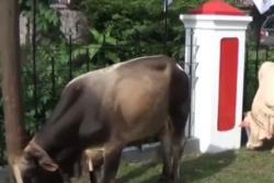 Video DPW Perindo Sumut Bagikan Daging Kurban