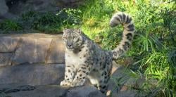 Diduga Dimangsa Macan, Hewan Ternak Milik Warga Karawang Mati Terkoyak<