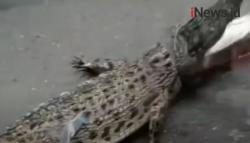 Video Warga Tangkap Buaya Seberat 40 Kilogram di Saluran Air Tambora Jakbar