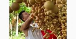 Mengenal Buah Kepundung, Sumber Antioksidan Alami yang Kini Sulit Ditemui