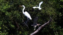 Melihat Aneka Satwa Liar di Balik Hutan Mangrove Wonorejo