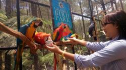 Dampak Pandemi, Pemilik Objek Wisata di KBB Jual 12 Burung Macaw untuk Gaji Karyawan<