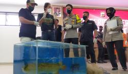 400 Ikan Arwana Super Red Milik Sahabat Irfan Hakim Dicuri, Total Kerugian Rp24 Miliar