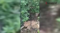 Tak Berani Lama-Lama Sembunyi di Sarang Buaya, Pencuri Ini Menyerah