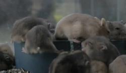 Kisah Inspiratif Pemuda Pontianak Raup Puluhan Juta Per Bulan dari Beternak Hamster