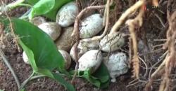 Video Warga Purwakarta Dikagetkan Penemuan 3 Ekor Ular Piton Bersama Puluhan Butir Telur