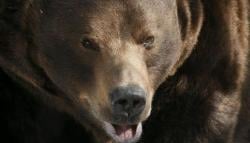 Baru Masuk Rumah, Pria Ini Kaget Ada Beruang Sedang Makan Ayam Goreng di Dapur